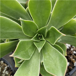 Aeonium Lancerottense